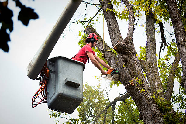 Professional Tree Removal and Landscaping Services in Rushville, IL